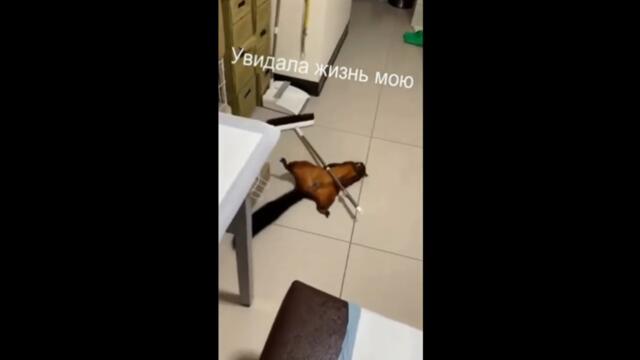 Смешные видео приколы с животными сборник смотреть онлайн бесплатно