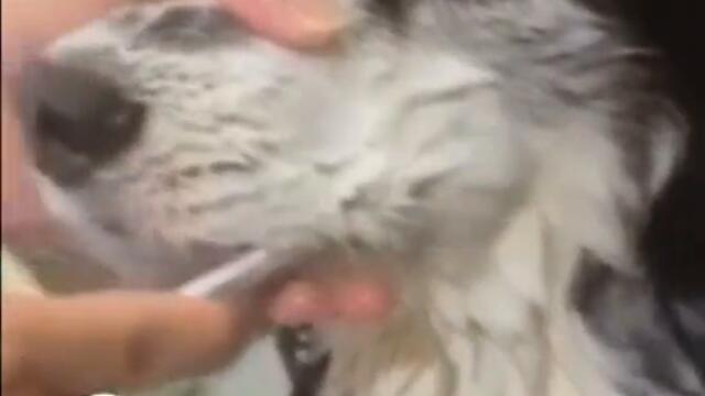 Чистим зубы собаке видео приколы с животными смотреть онлайн бесплатно