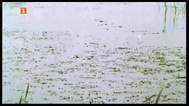 Стрели над водата (1973) TV Rip БНТ 1 23.07.2023