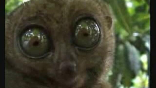 Lemura & Anelia - Pogledni Me V Ochite - Vbox7[via torchbrowser.com]