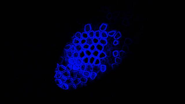 Biodanza (Original Mix)