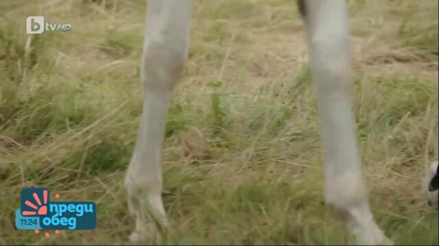 Преди обед - първи епизод на новия сезон (част 5) TV Rip NOVA 04.09.2023