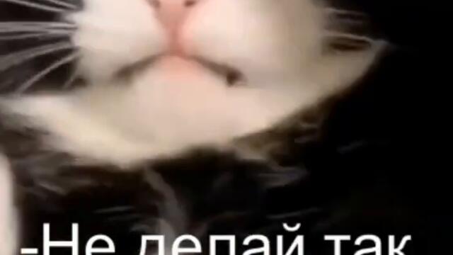 Жене своей так делать будешь видео юмор с животными смотреть онлайн бесплатно