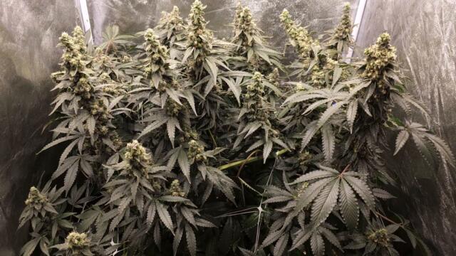 Full garden tour for Friday, September 22, 2023 (episode 234)