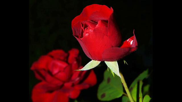 БЪЛГАРСКА РОЗА