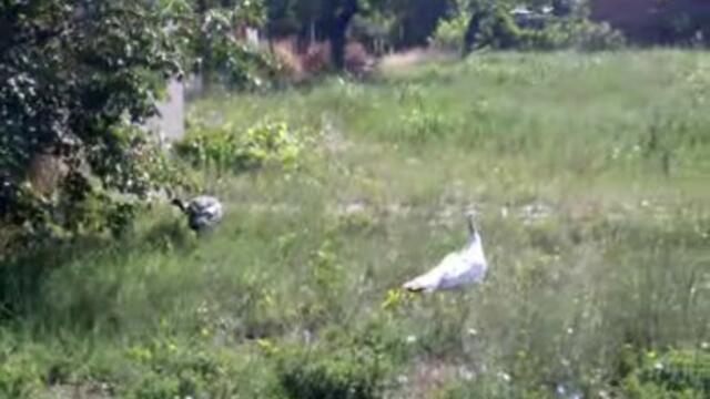 paunite - Vbox7[via torchbrowser.com]