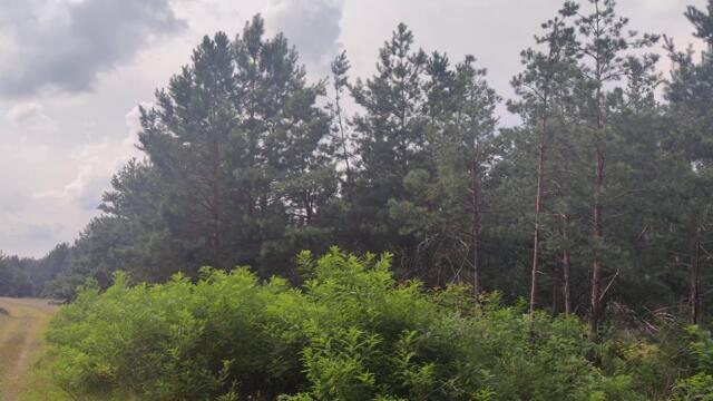 #Pines 🌲 in the 🌿 #Forest Wild ☘️ #Nature 4k Video. #Сосны в Лесу Дикая Природа Украины