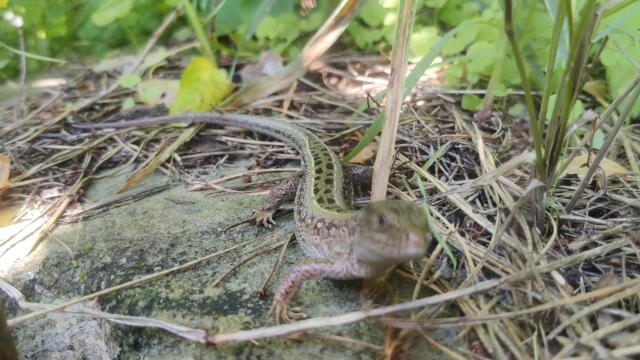 Прыткая #Ящерица на Охоте - Жизнь Дикой Природы Украины #Lizard 4k #Nature Life Video