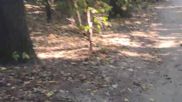 Шагая по Лесу - #Прогулка и Природа Украины 4k #Walking & Wild #Nature Shorts Video from Ukraine