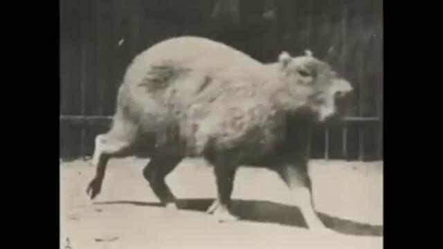 (Capybara Walking) - [1887]