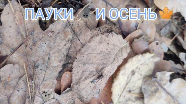 #Пауки 🕷️ и Осенний 🍁 Лес - Дикая Природа и Животные Украины 4k #Spiders Video - #Wildlife & Nature