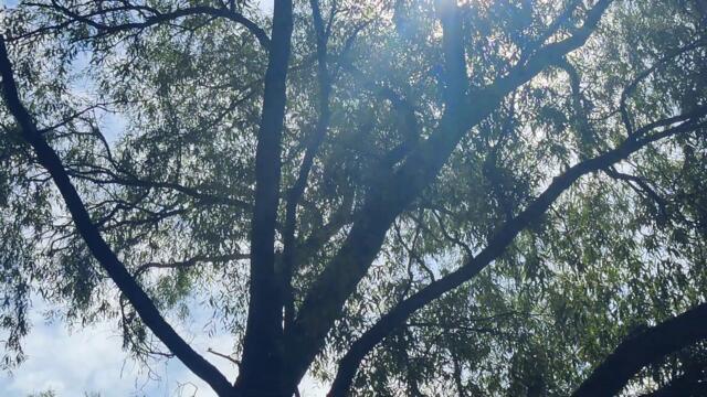 Wild Nature Life 🦫 - #Birds on the Tree - #Woodpeckers 4k Birds Watching Video - #Птицы Дятлы