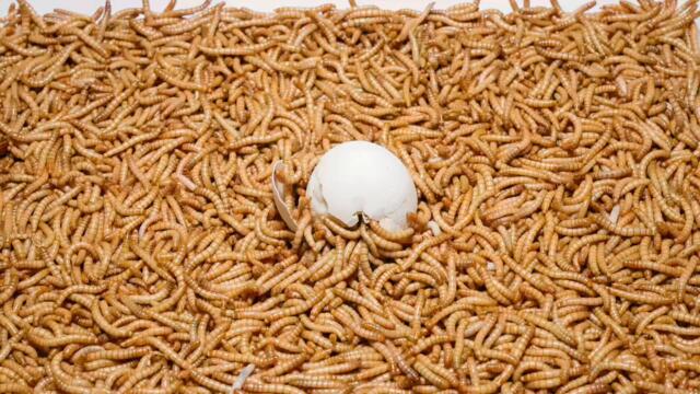 50 000 Mealworms VS Egg (8K)