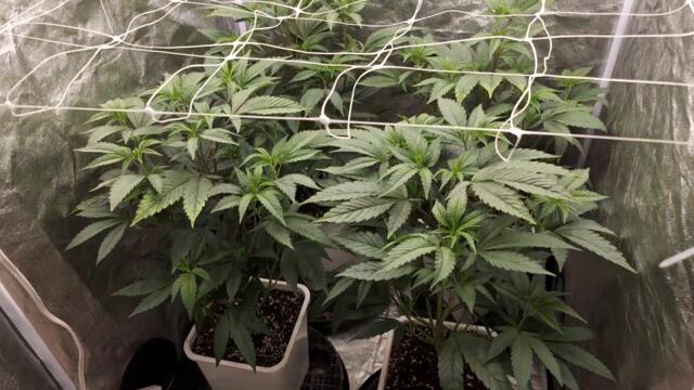 Full garden tour for Monday, December 18, 2023 (episode 284)