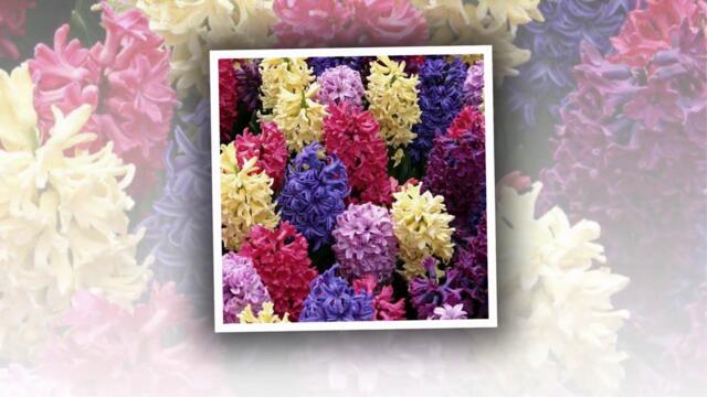 Βασίλης Καρράς - Πες Μου Γιατί - кажи ми защо