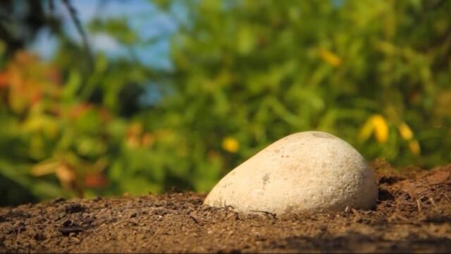 Minuscule.S02E26.2012.DVDRIP.XVID.Webrizon