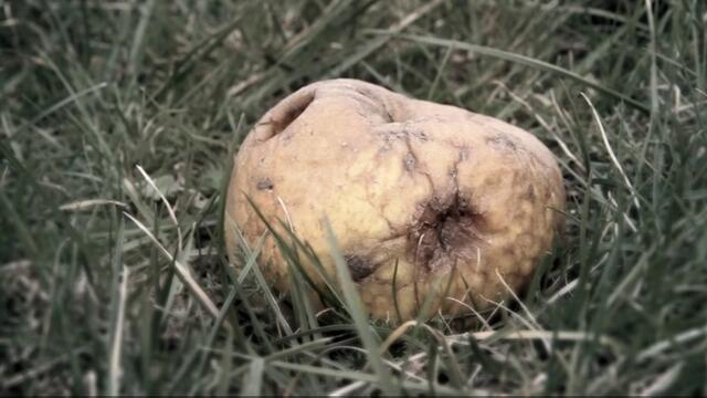 Minuscule.S02E28.2012.DVDRIP.XVID.A.Christmas.Apple