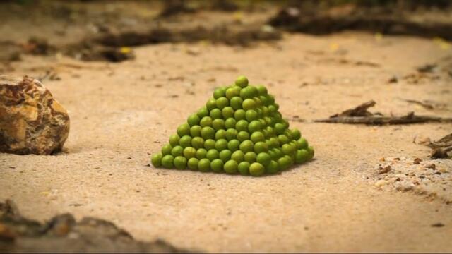 Minuscule.S02E29.2012.DVDRIP.XVID.A.Pea.In.The.Hand.Is.Worth...