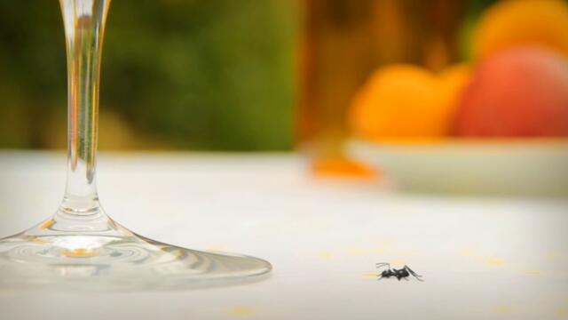 Minuscule.S02E53.2012.DVDRIP.XVID.Ant.On.The.Rocks