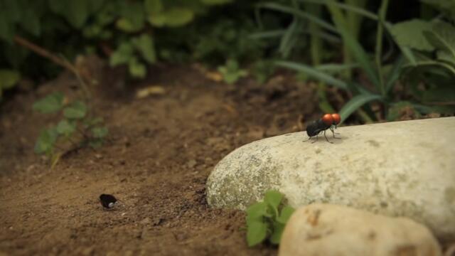 Minuscule.S02E55.2012.DVDRIP.XVID.Telecanetic