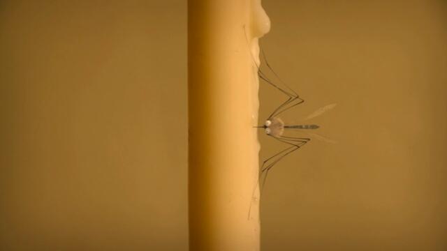 Minuscule.S02E56.2012.DVDRIP.XVID.A.Candlelight.Christmas