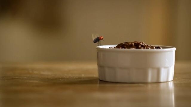 Minuscule.S02E59.2012.DVDRIP.XVID.Chocolate.Fly