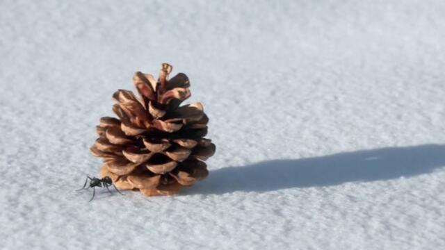 Minuscule.S02E61.2012.DVDRIP.XVID.The.Sled.And.The.Ant