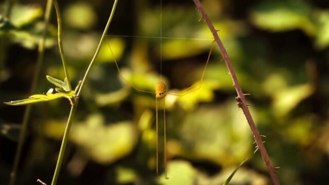 Minuscule.S02E62.2012.DVDRIP.XVID.Blunder