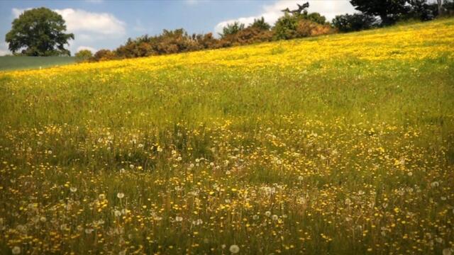 Minuscule.S02E98.2012.DVDRIP.XVID.Night.Of.The.Mandibles