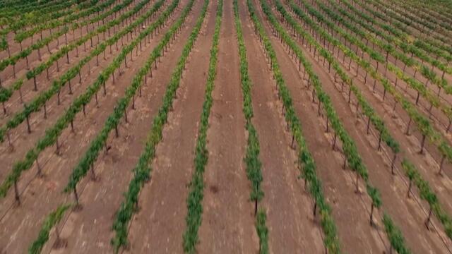 Ново училище Murder in the Vineyard  (2020) Бг Аудио Част 1