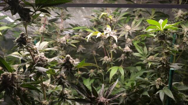 Full garden tour for Saturday, March 9, 2024 (episode 320)