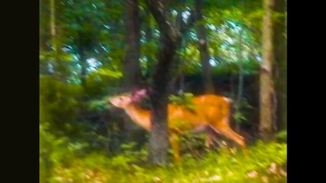 Chico Romano - Bye Love (Official Video)