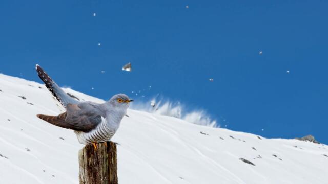 I'm a Cuckoo (Avalanches Instrumental)