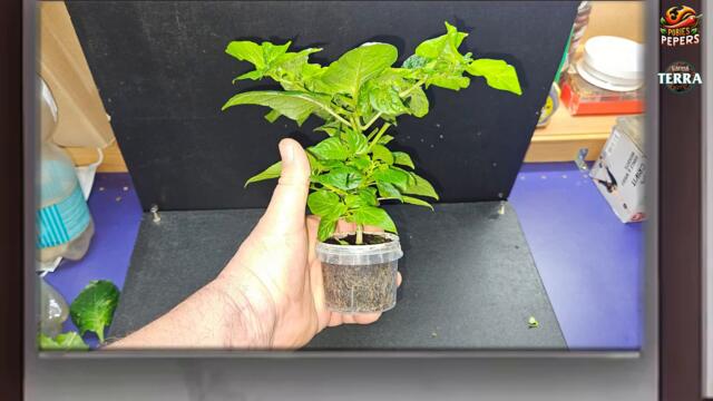 PP 2024 04 07 Aji Cachucha film 011 En weer en nieuwe update