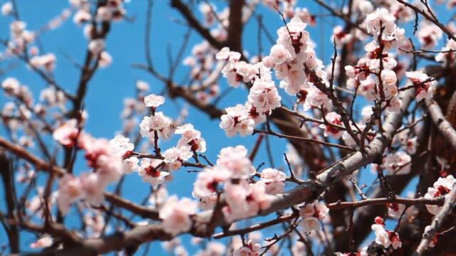 DJ Krmak - Ameriko I Love You  2024 (Official video)