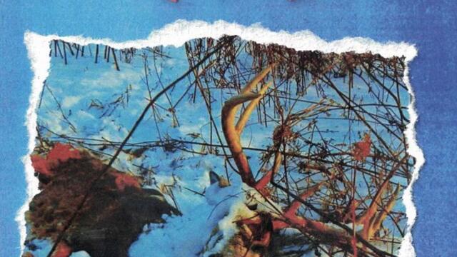 Conifère - I - Liberté / II - Furia