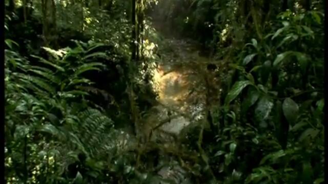 Explorer Jungle ident-360p