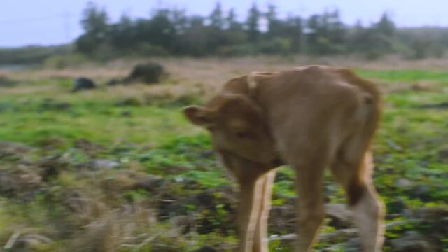 NewJeans (뉴진스) 'Bubble Gum' Official MV