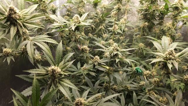 Full garden tour for Thursday May 2, 2024 (episode 336)