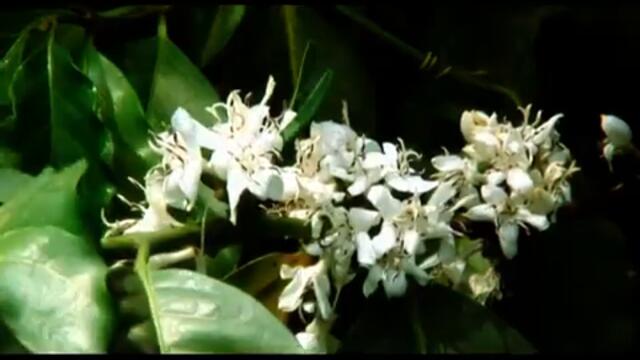 NESCAFE   Different Side Of Coffee   TVC 60 sec 360p