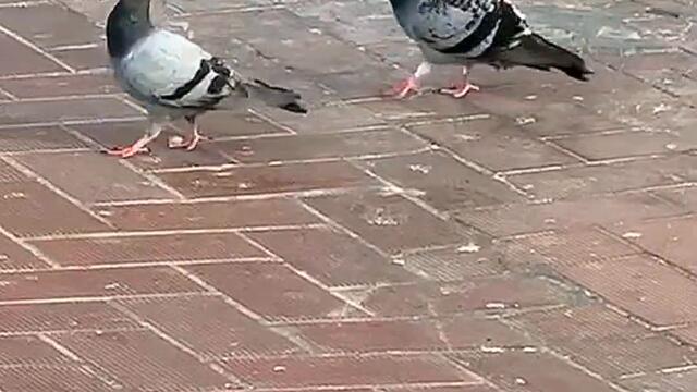 🔇 Bird life: male Pigeon Dove woo court female ladies | حمامية merpati ハト pombo นกพิราบ paloma 비둘기