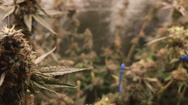 Full garden tour for Wednesday, May 22, 2024 (episode 342)