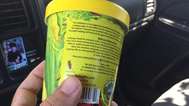 Killing Aphids with Killer Ladybugs!!!
