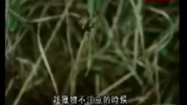 Риба - Vbox7[via torchbrowser.com]