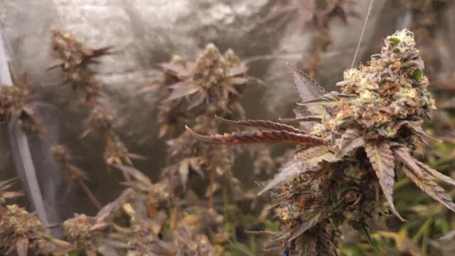 Full garden tour for Thursday, May 30, 2024 (episode 344)