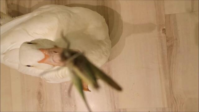 Duck is having a Grasshoppers Breakfast, dives for a Swim Later!