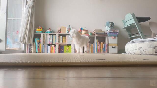 【永久保存版】祭りの踊り！？マルチーズバナナダンスw