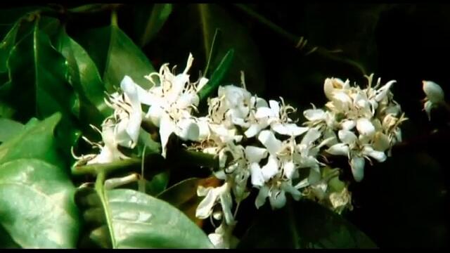 videoplayback (480p)