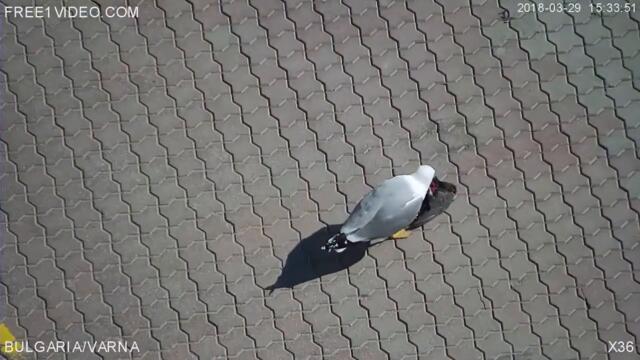 Чайка Канибал Age 18