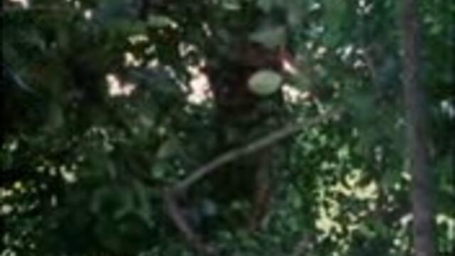 Тигъра е още жив. Отмъщението на Сандокан (1977) BG AUDIO - Part2